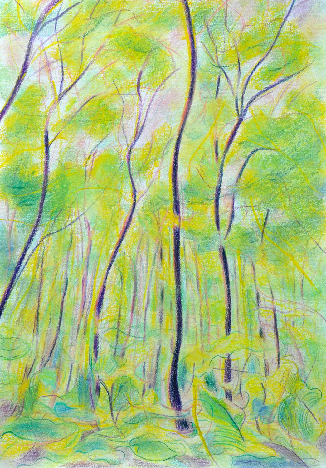 Le bois du Sépey, 11. Crayon de couleur et pastel sur papier. 30x42, 2022